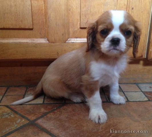 Don de Chiots Cavalier King Charles