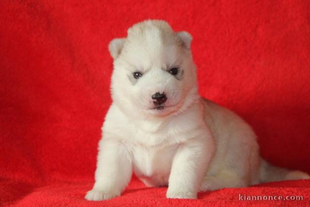 A DONNER chiot type husky sibérien mâle