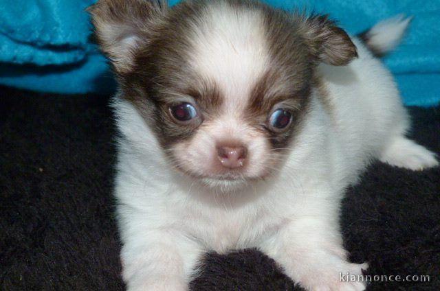 Adorable Chiot FEMELLE DE Type Chihuahua A DONNER