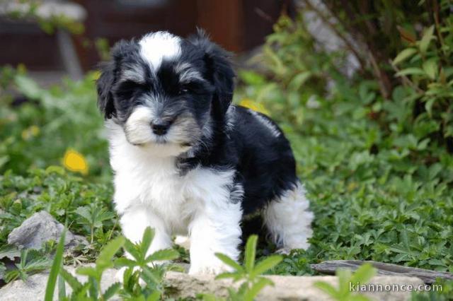 Chiot de type Bichon Havanais femelle