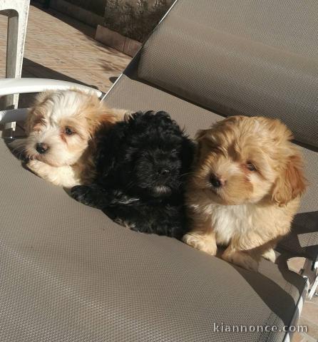 Magnifiques chiots bichon havanais