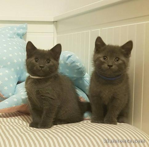 A donner chatons Chartreux 