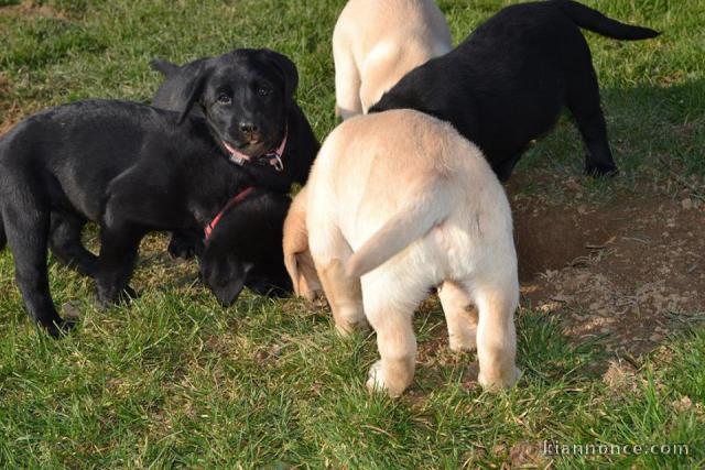 A donner chiots labrador