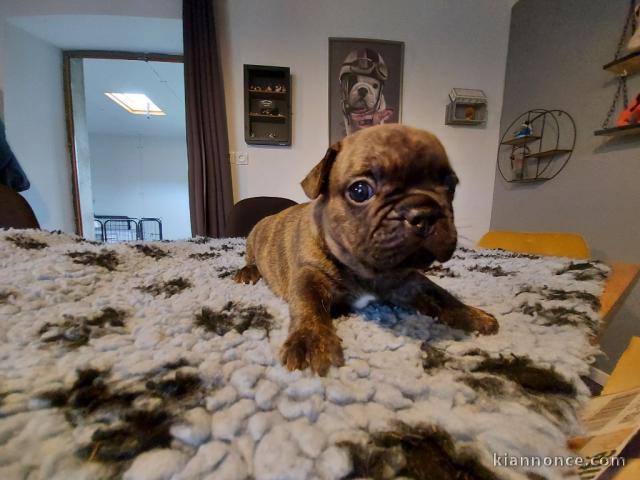 Chiots Bouledogue français A DONNER 