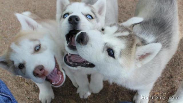 Adorables chiots husky de Sibérie à réserver