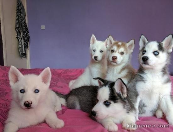 Chiots husky siberien pour bonne maman