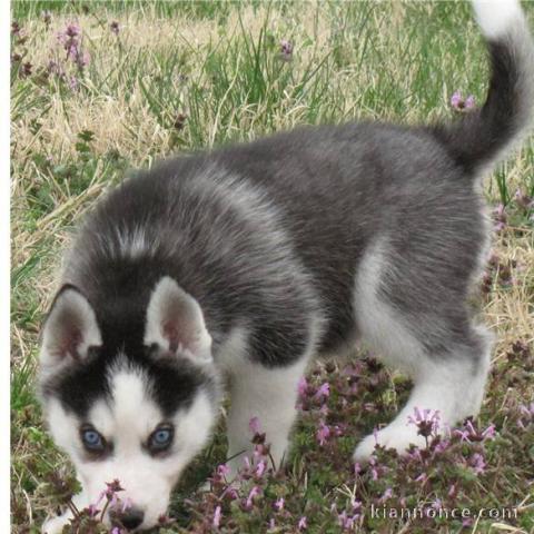 Chiots husky siberien pour bonne maman