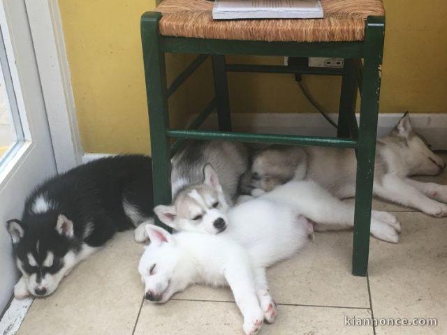 Chiots husky siberien pour bonne maman