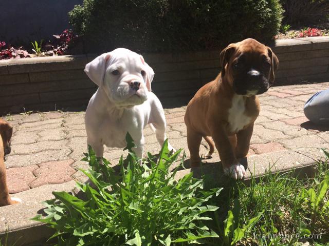 A donner Chiots Boxer