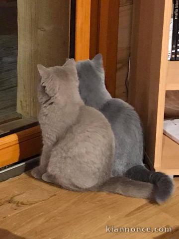 A donner chatons british shorthair