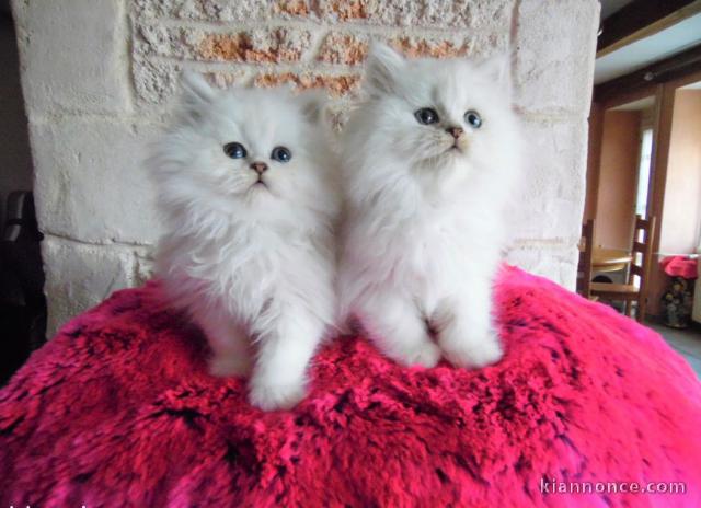 Disponible chatons person chinchila