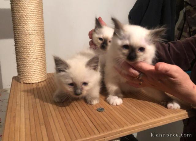 Chatons Sacré de Birmanie disponible