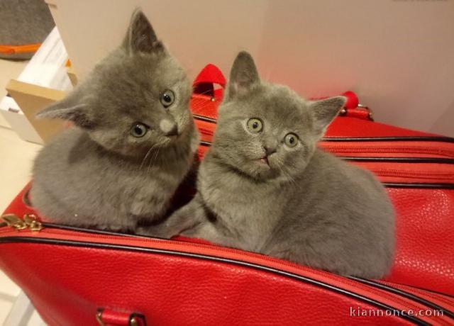 Splendides chatons CHARTREUX disponible