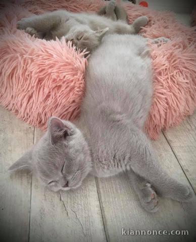 Adorables chatons British Shorthair pour adoption