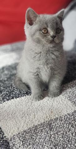 Un chaton femelle british shorthair à donner