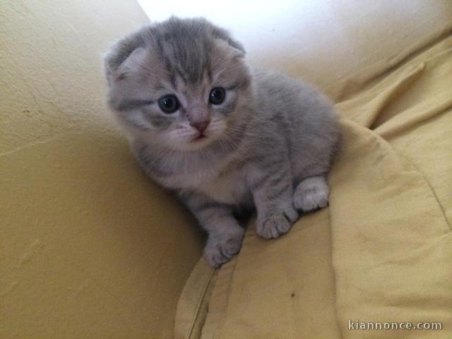 Chatons Scottish fold  loof