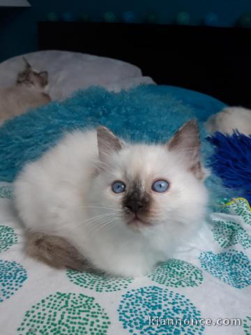 Chatons ragdoll : pour adoption