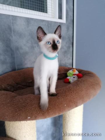 Magnifiques chatons thai pour adoption