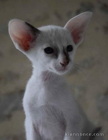 Magnifique chatons siamois à donner