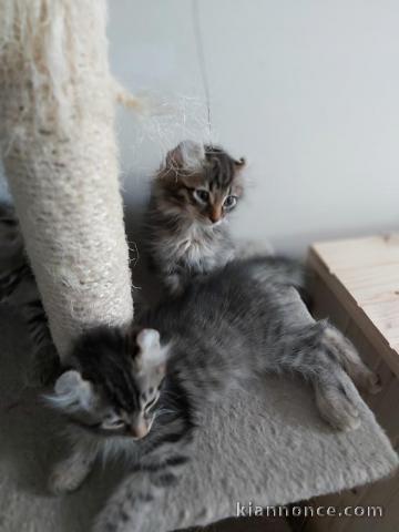 Chatons américan curl pour adoption