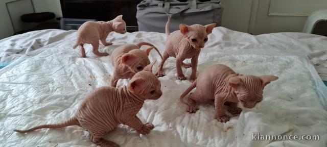 Sphynx chatons disponible loof