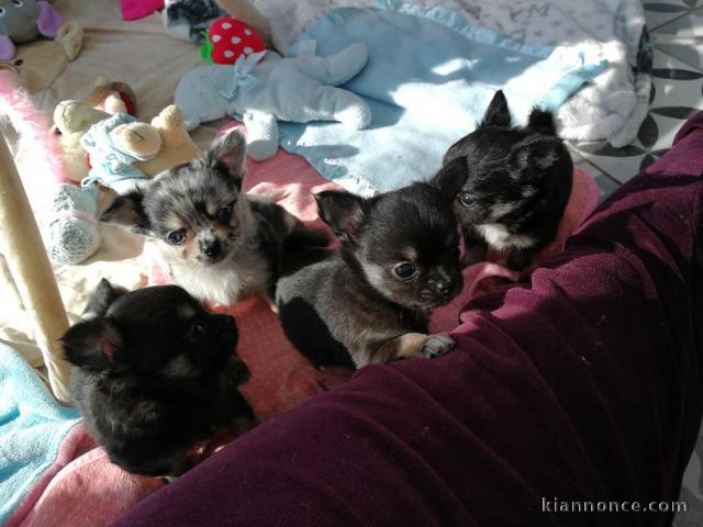 A donner Superbes Chiots Chihuahua 