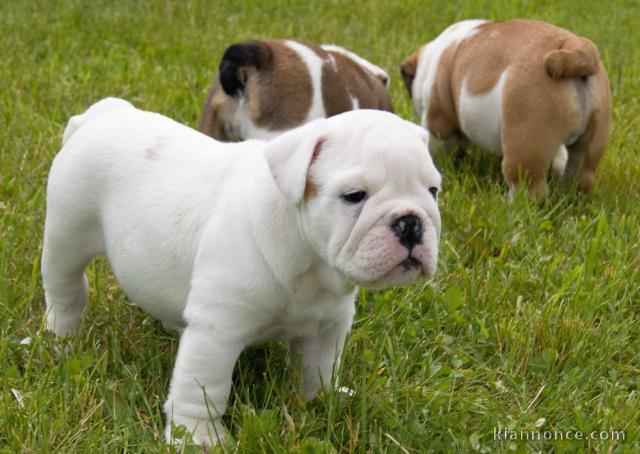 A donner chiots bulldog anglais 