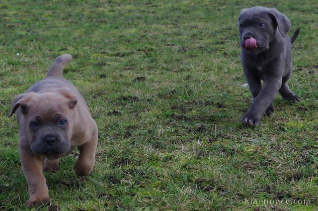 A donner Chiots cane corso.