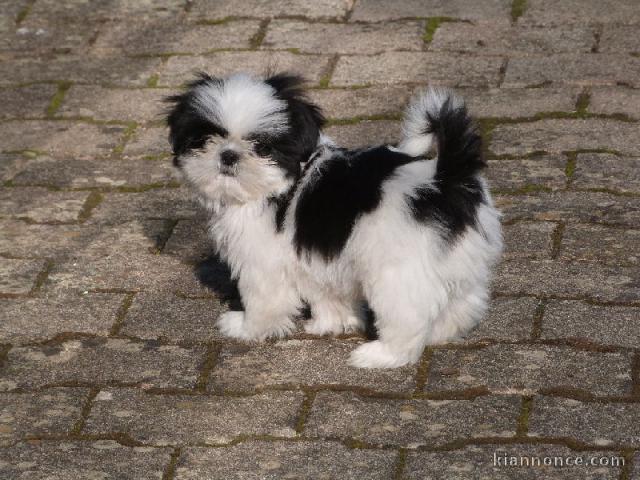 Chiot shih tzu non lof femelle disponible