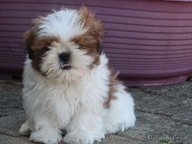 Chiot shih tzu non lof femelle disponible