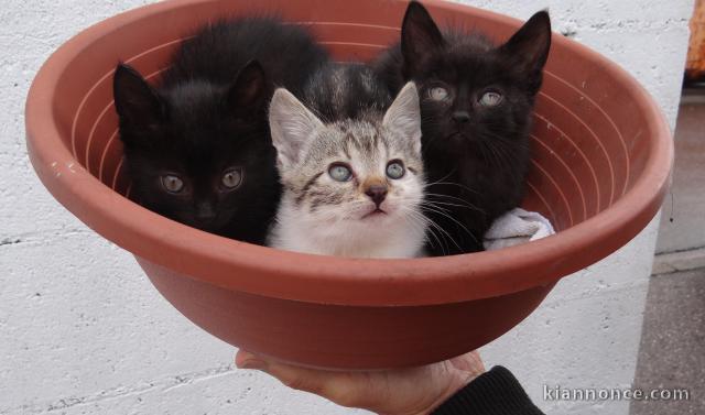 Adorables chatons à réserver