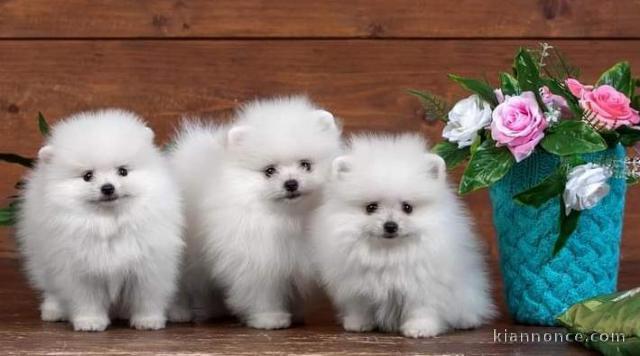 Magnifique spitz nain pomeranien a offrir