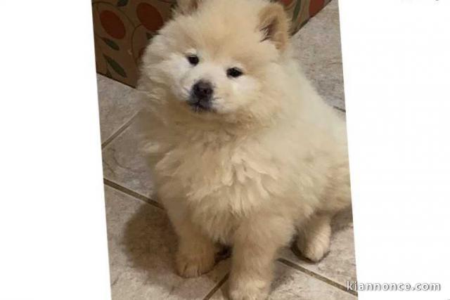 donner chiot type Chow Chows