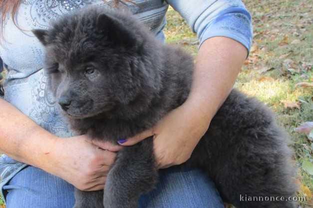  Donner chiot type Chow Chow femelle