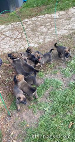 Berger belge malinois