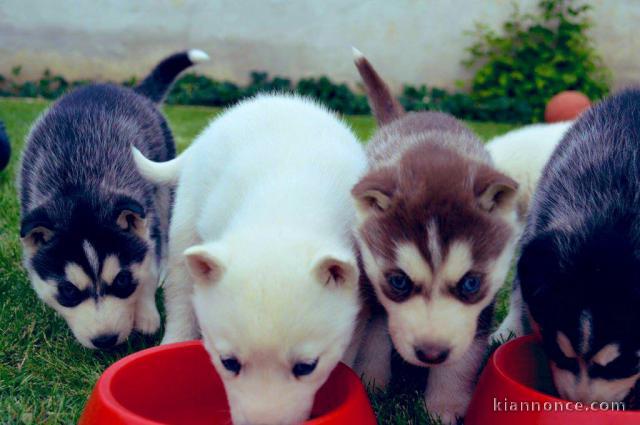 A donner des chiots de race husky de sibérien 