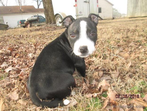 A donner Chiots staffordshire bull terrier