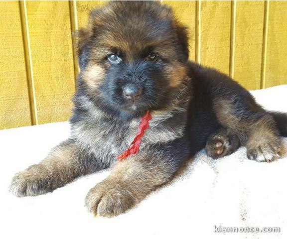 Chiots berger allemand LOOF