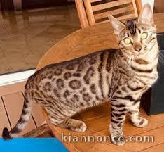 Magnifique chatons bengal  a donner