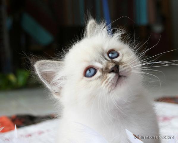 superbes chatons sacre de birmanie