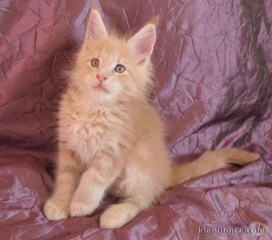 Adorable chatons Maine coon