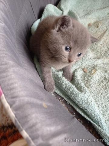 Chaton chartreux a donner loof