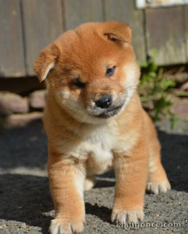 Chiots Shiba LOF DISPONIBLE DE SUITE 