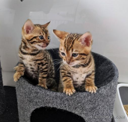 Dons chatonsbengal loof âgés de 3 mois 