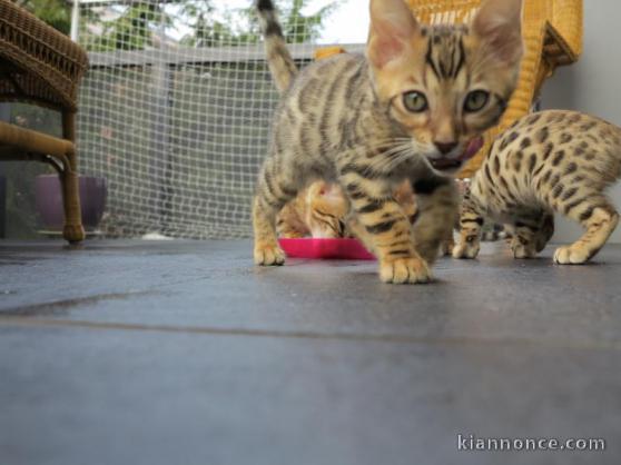 2 chatons bengal pour adoption