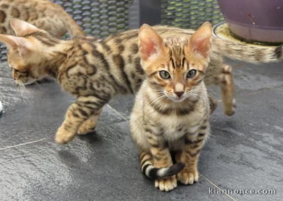 2 chatons bengal pour adoption