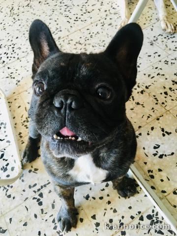 magnifiques chiots type Bouledogue Français contre bon soin