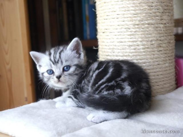 2 adorables chatons British sevrés