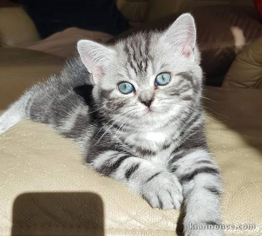 Deux chatons British shorthair