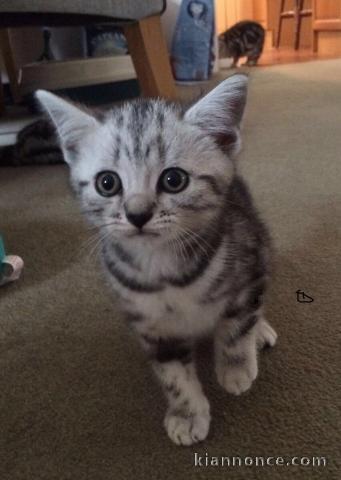 Deux chatons British shorthair tigrés